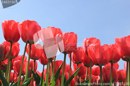 Image of Pink tulips