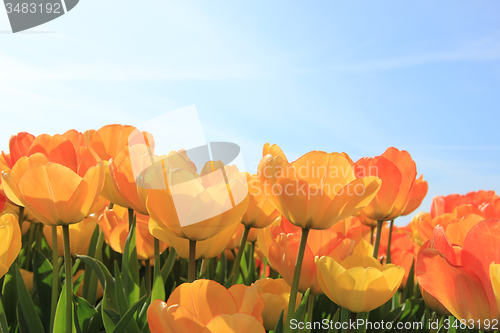Image of Yellow and orange tulips
