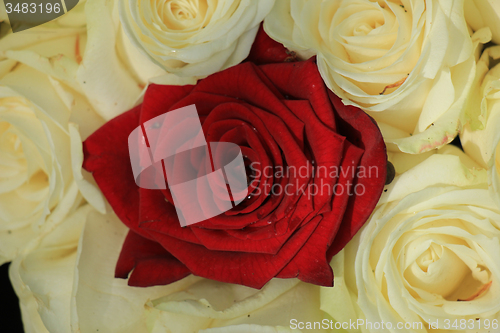 Image of red and white roses