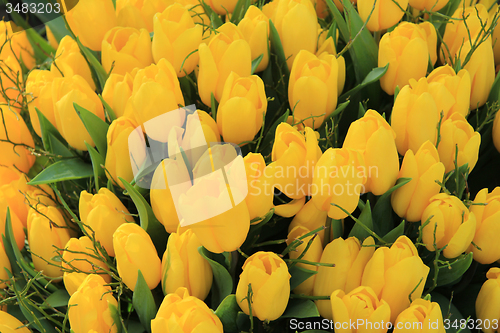 Image of Yellow tulips