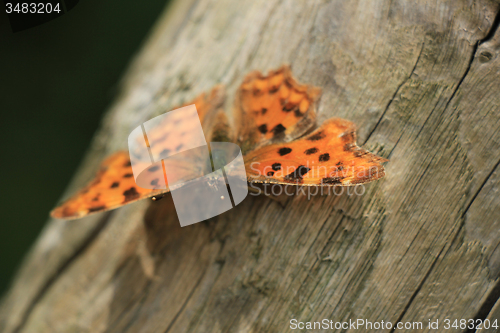 Image of Comma Butterfly