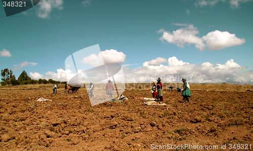 Image of Potato Harvest, Peru