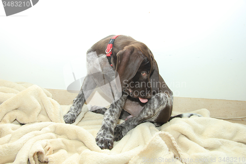 Image of German Shorthaired Pointer puppy