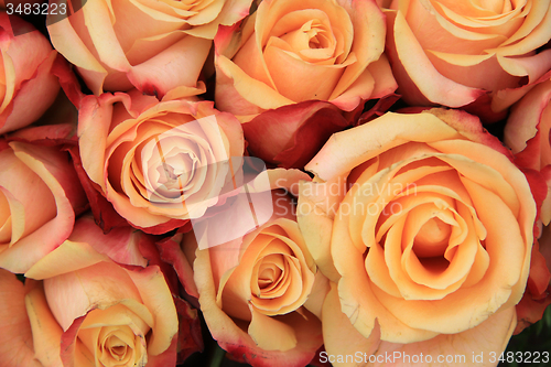 Image of Multicolored wedding roses