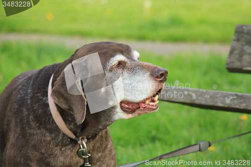 Image of Senior German Shorthaired Pointer female