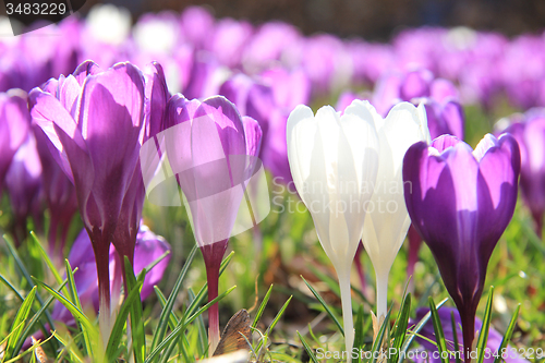 Image of Purple and white crocuses