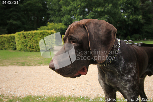 Image of German Shorthaired Pointer