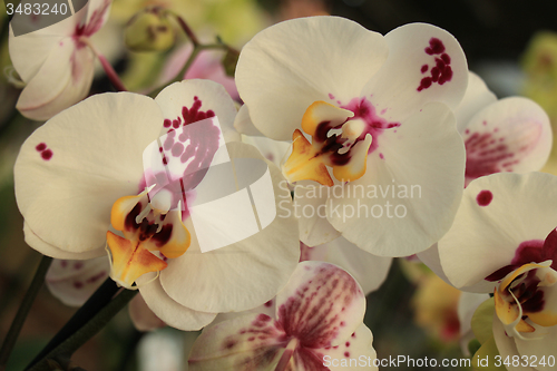 Image of Phalaenopsis orchid