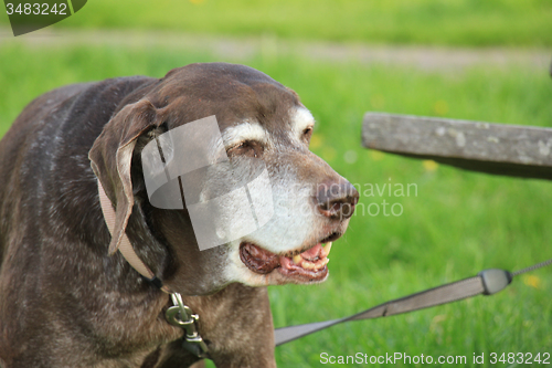 Image of Senior German Shorthaired Pointer female