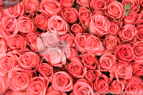 Image of Pink roses in a bridal arrangement