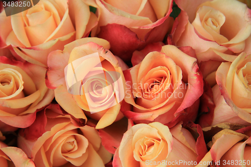 Image of Multicolored wedding roses