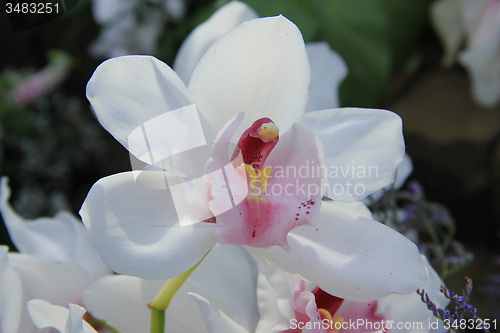 Image of White cymbidium orchid