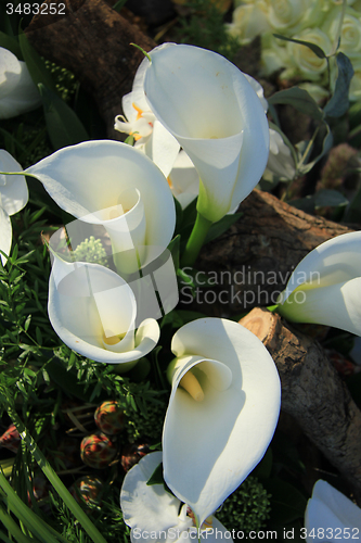 Image of Calla lilies in wedding arrangement