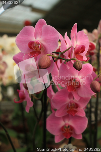 Image of Phalaenopsis orchid