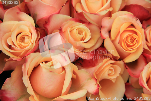 Image of Multicolored wedding roses