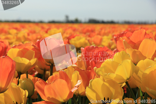 Image of Yellow and orange tulips