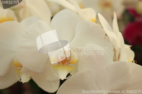 Image of Phalaenopsis orchid