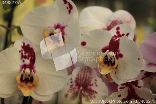 Image of Phalaenopsis orchid