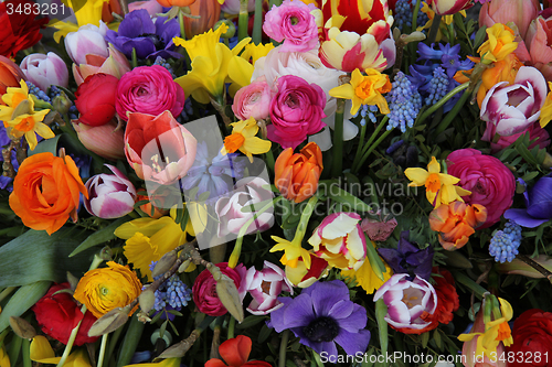 Image of Colorful spring flowers