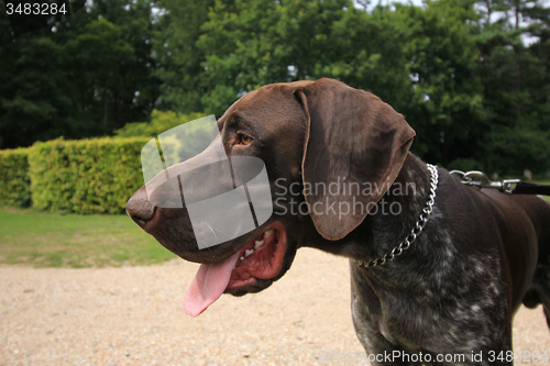 Image of German Shorthaired Pointer