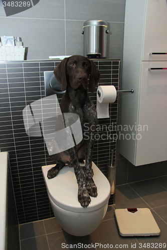 Image of Pointer potty training