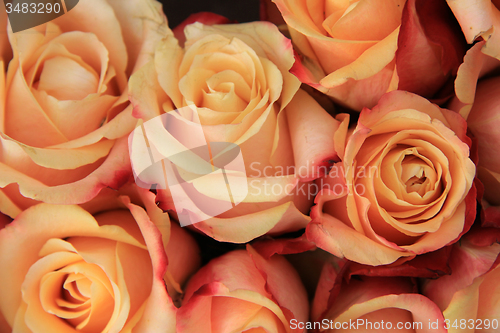 Image of Multicolored wedding roses