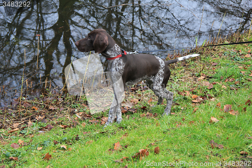 Image of German Shorthaired Pointer