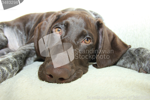 Image of German Shorthaired Pointer puppy