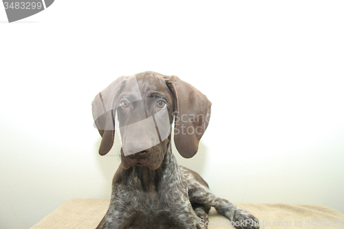 Image of German Shorthaired Pointer puppy