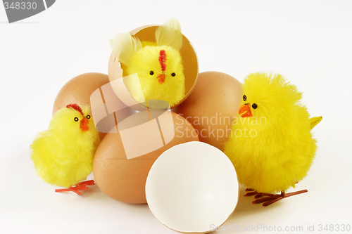 Image of Hatched chicks