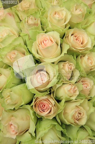 Image of Pale pink roses in a wedding arrangement