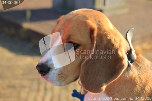 Image of Young female beagle