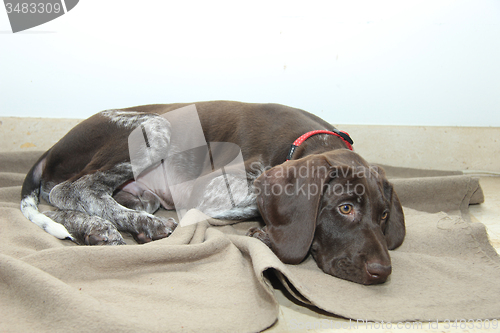 Image of German Shorthaired Pointer puppy