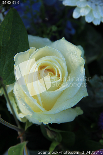 Image of White roses in bridal bouquet