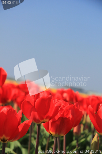 Image of Red tulips in a field