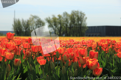 Image of Yellow and orange tulips