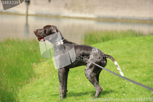 Image of German Shorthaired Pointer