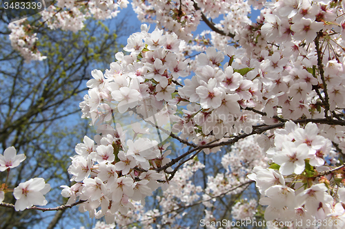 Image of White cherry blossom