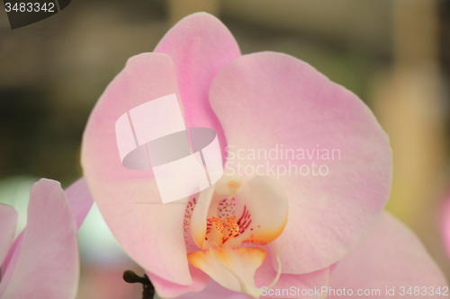 Image of Phalaenopsis orchid