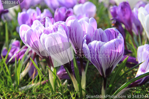 Image of Purple and white crocuses