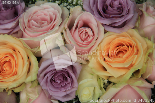 Image of Bridal roses in soft colors