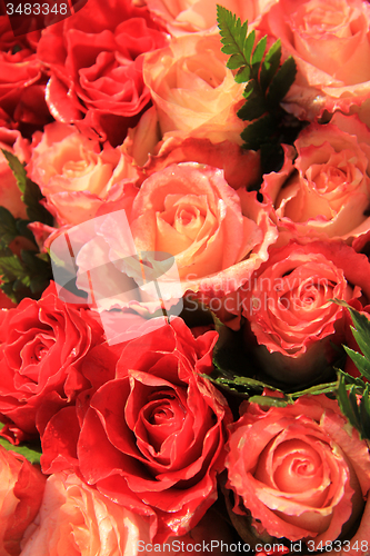 Image of Red and pink roses