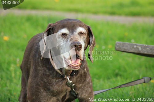 Image of Senior German Shorthaired Pointer female