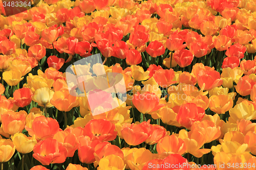 Image of Yellow and orange tulips