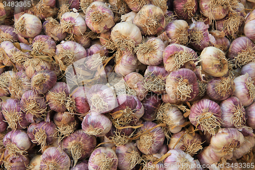 Image of Fresh garlic