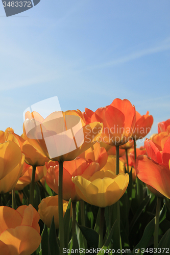 Image of Yellow and orange tulips