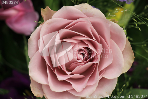 Image of Purple rose close up