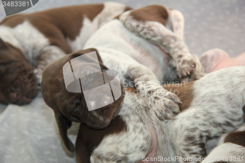 Image of German Shorthaired Pointer puppies