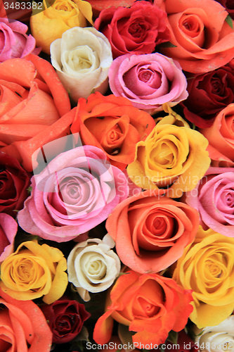 Image of Multicolored wedding roses