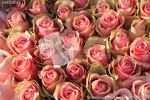 Image of Pink roses in a bridal arrangement